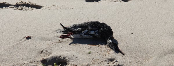 Deceased Bird at Sagg Pond