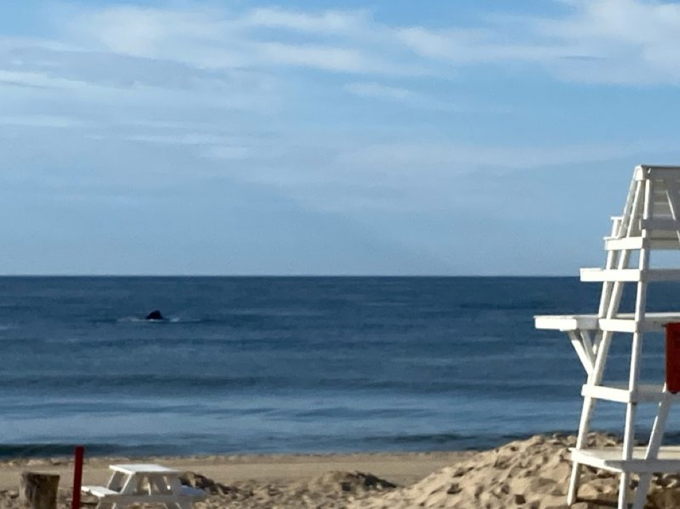 3. Whale at beach cleanup