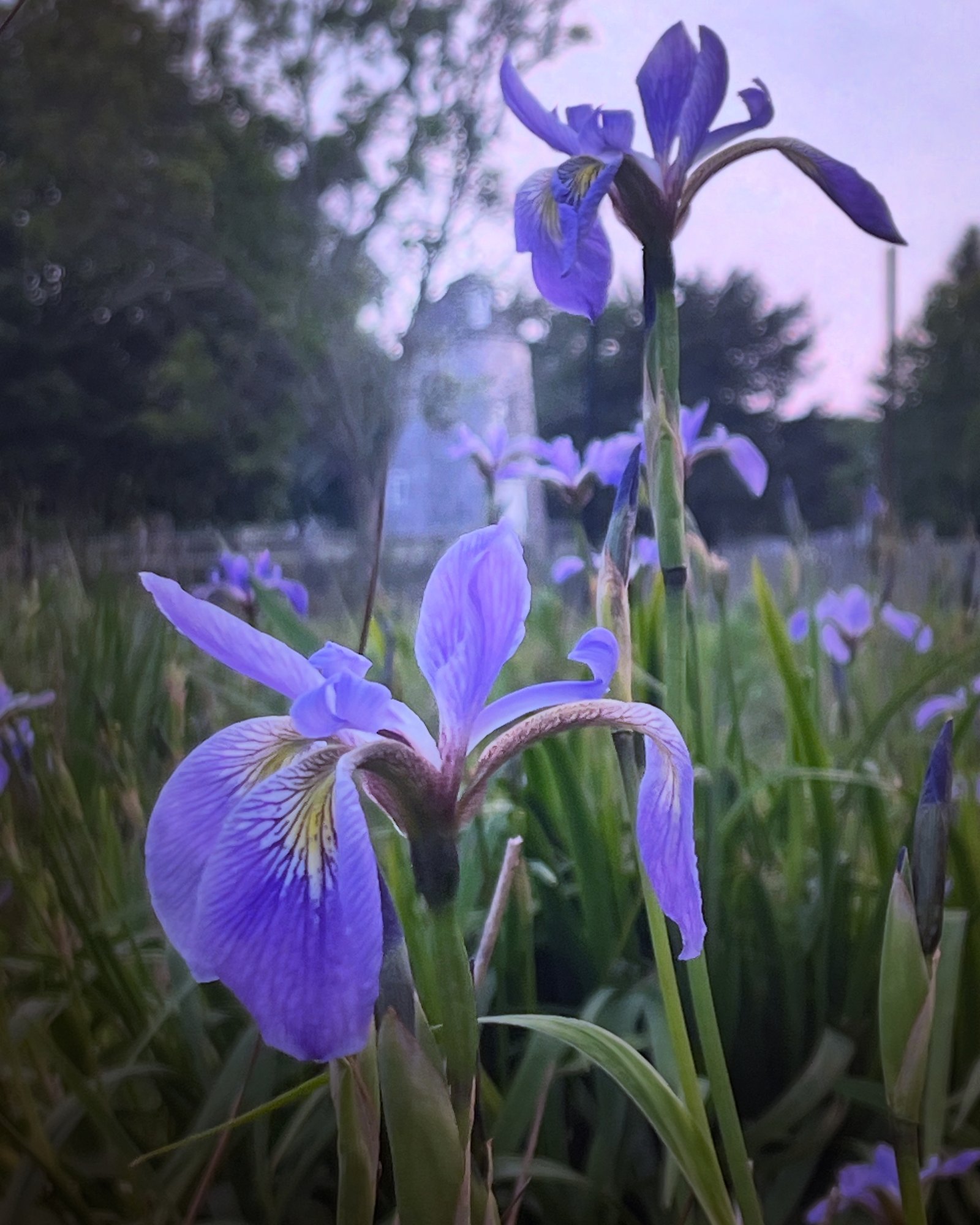 Iris versicolor CU Iris versicolor CU