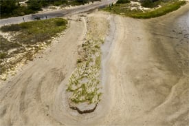 Maidstone Dune Grass_Front View_Sept 2026