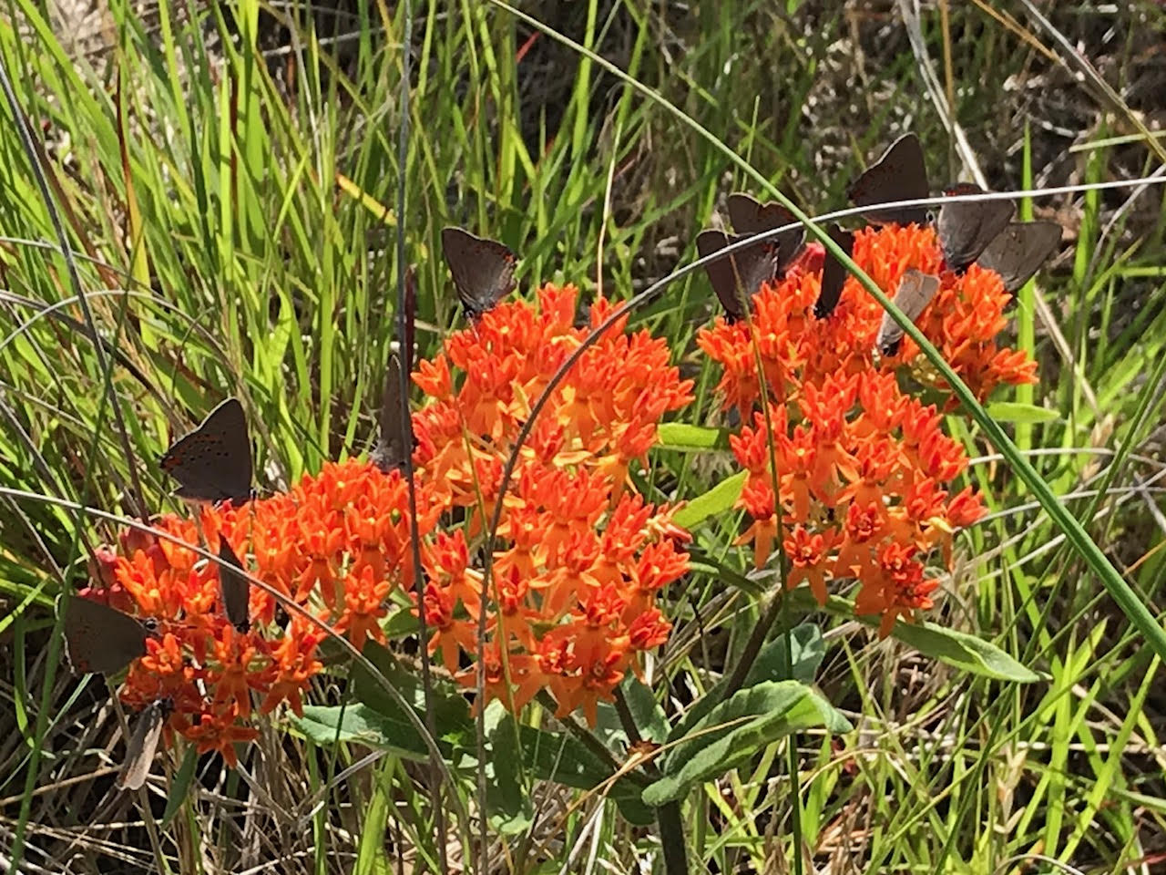 milkweed