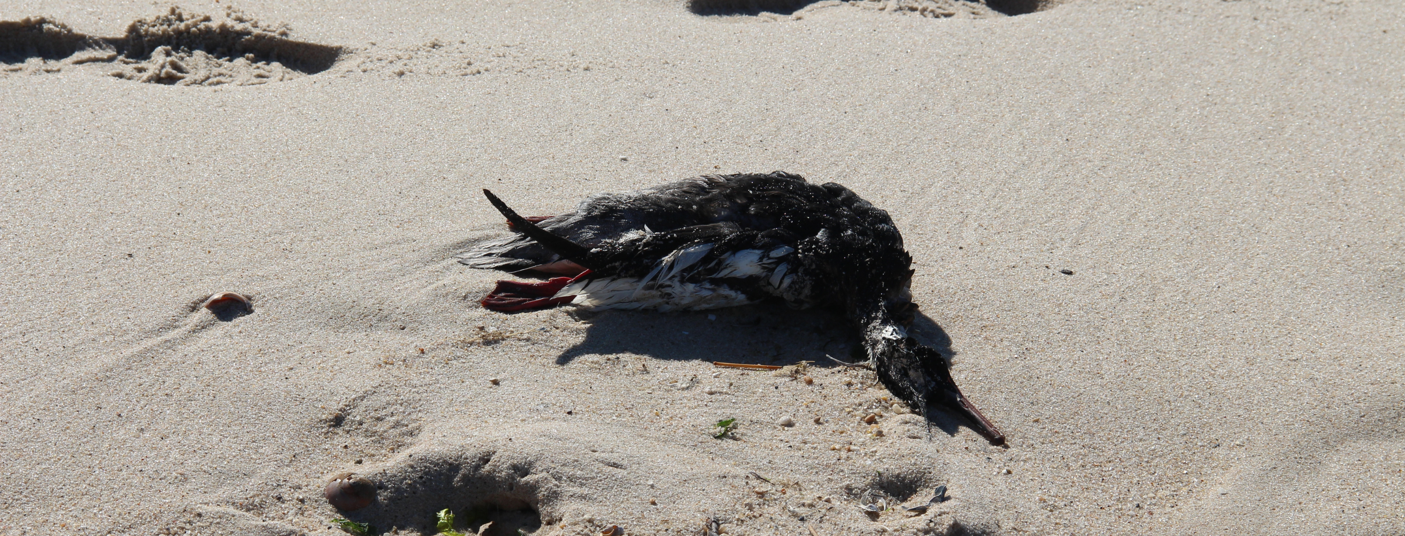 Deceased Bird at Sagg Pond