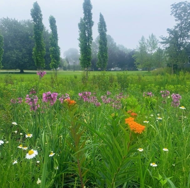 Foggy-pollinator-garden-late-June-1