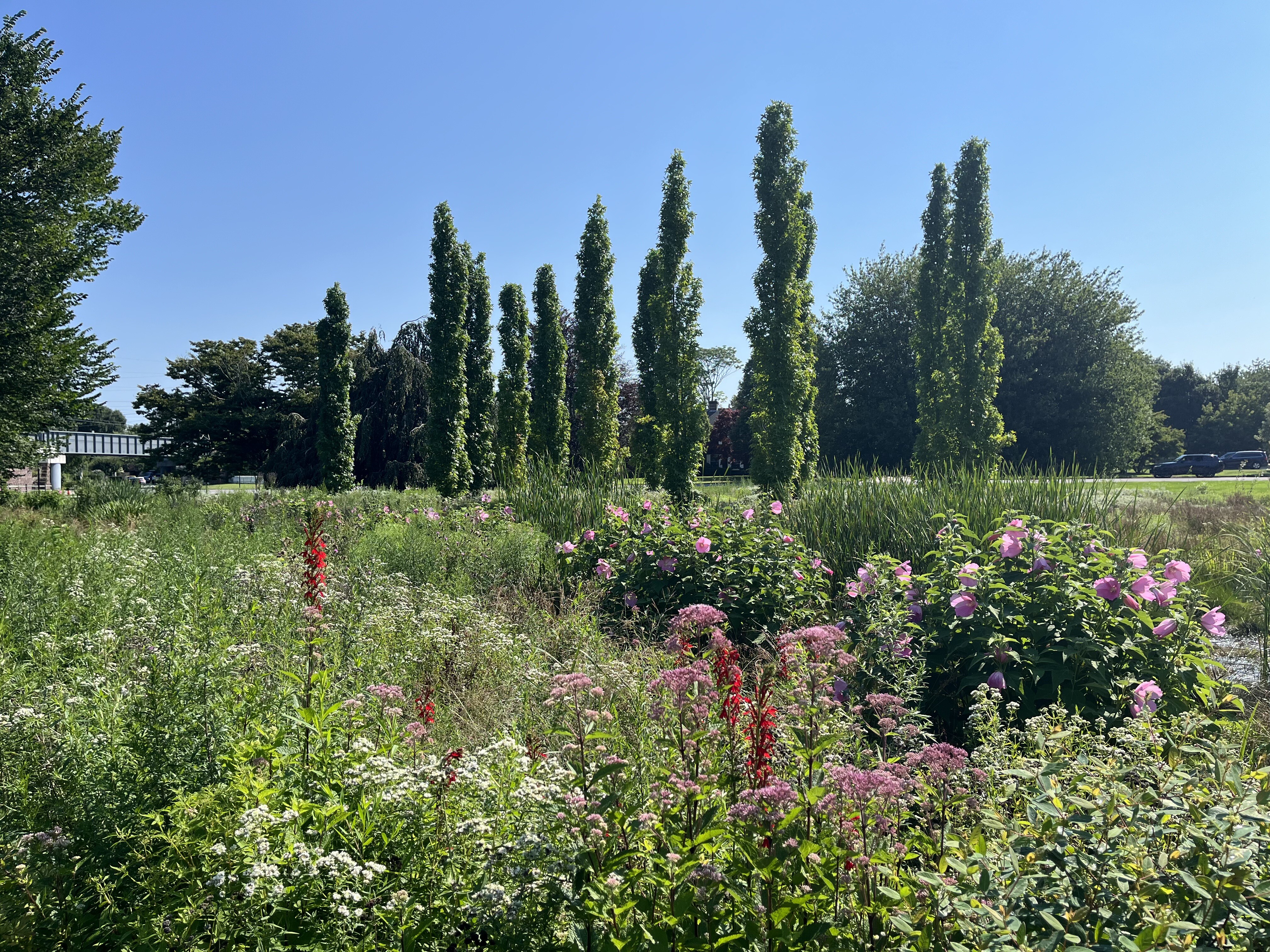 flowers in bloom at methodist lane bioswale